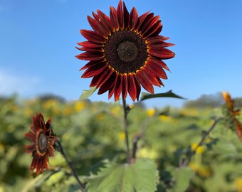 Sunflower Photography "Star"