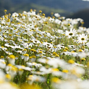 Daisy Photography &quot;We Are All Here&quot;