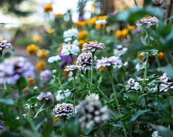 Colorful Zinnias Fine Art Photography