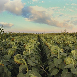 Sunflower Photography &quot; Goodnight&quot;