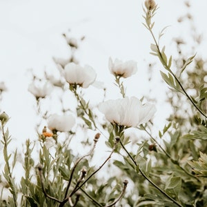Flower Photography &quot;Paper Flowers&quot;