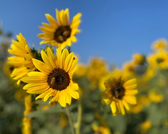 Sunflower Photography "Summer Daze"