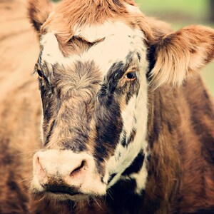 Cow Photo Print &quot;Vintage Cow&quot;