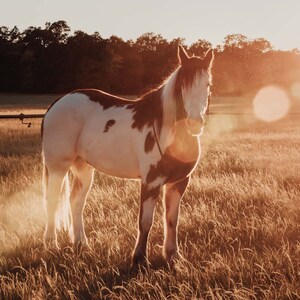 Horse Fine Art Photography "Sunset Paint"