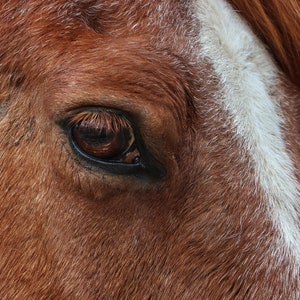 Fine Art Photography &quot;Red&#39;s Eye&quot;