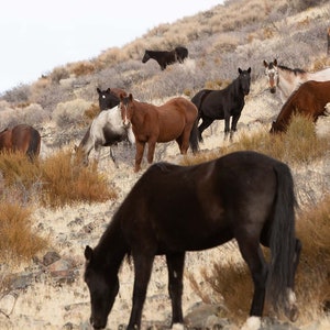 Wild Horses Photography &quot;Mustangs&quot;