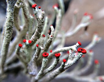 Fotografía de plantas "Mushroom Surprise"