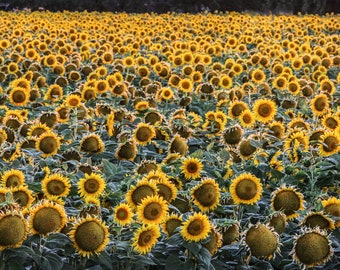 SunFlower Photography "Pray For Me"