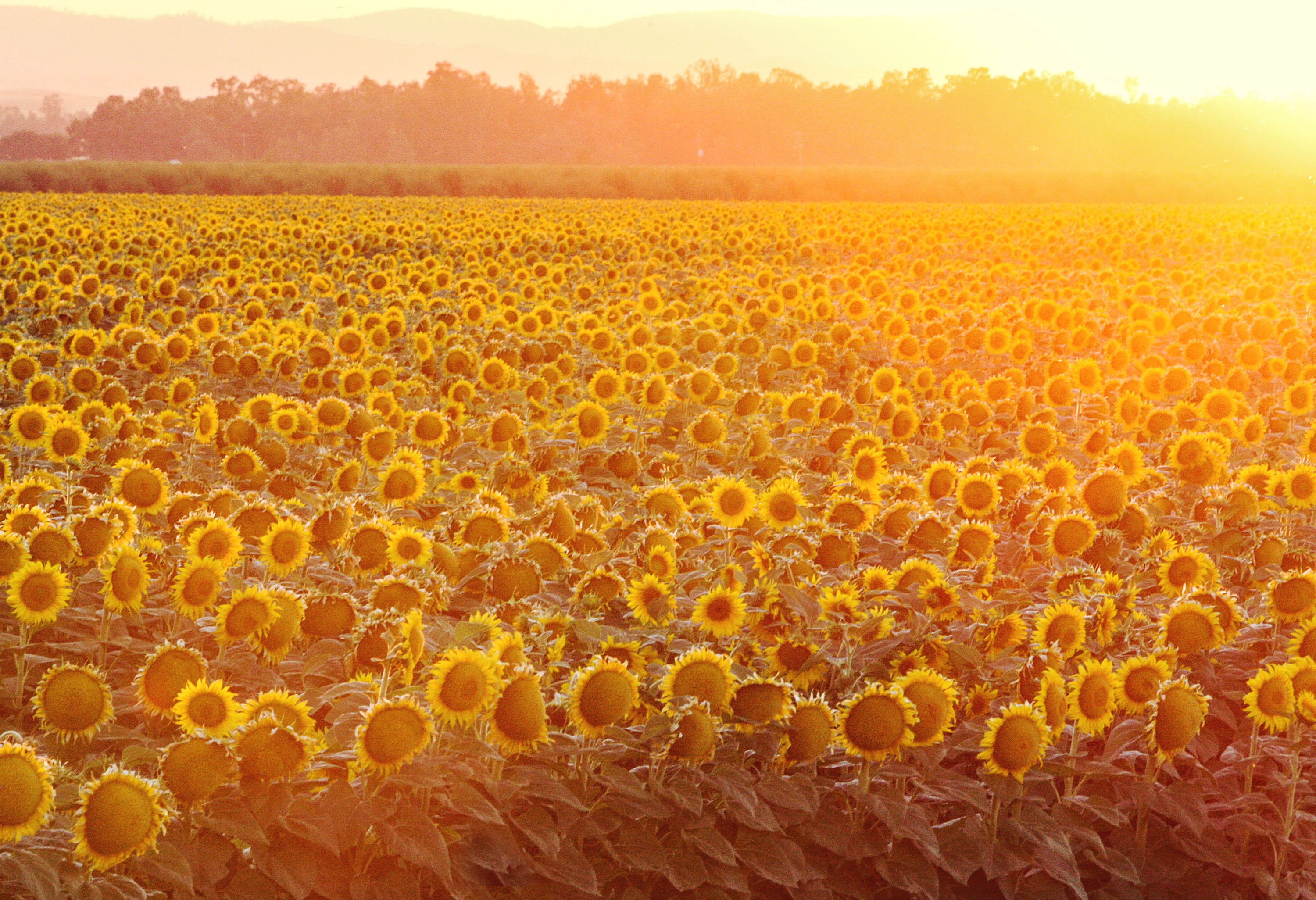 Sunflower Field