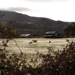 Country Photography &quot;Grazing Sheep&quot;
