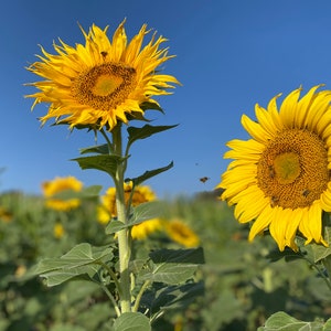 Sunflower And Bee Photo &quot;Pollination 2&quot;