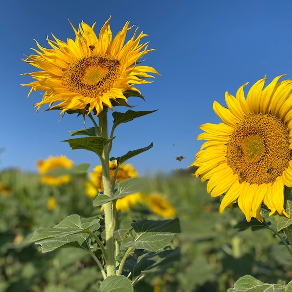Bee and Sunflower Fabric Etsy
