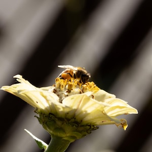 Macro Bee Photo on Sunflower