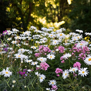 Daisies Flower Photography