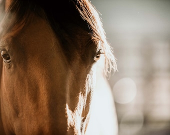 Horse Photography Fine Are Print "Contemplation"