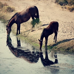 Wild Mustang Photography &quot;By The Water Hole&quot;