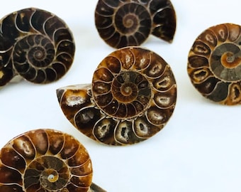 Ammonite knobs, Cabinet hardware, Fossil cabinet knob, Natural mineral knobs, Home decor