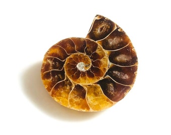 Cabinet knobs, Ammonite cabinet knob, Fossil cabinet knob, Natural mineral knobs, Home decor