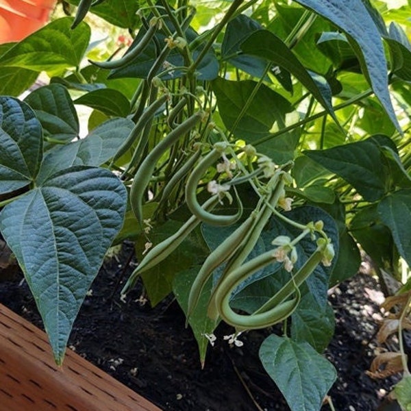 Top Crop Bean Seed Etsy