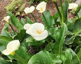 White Calla Lily - Etsy