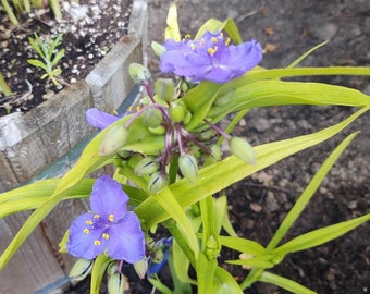 Tradescantia, Purple Spiderwort, Dayflower, Inch Plant, Wandering Jew, Wandering Dude, Live Plants, Organically Grown!