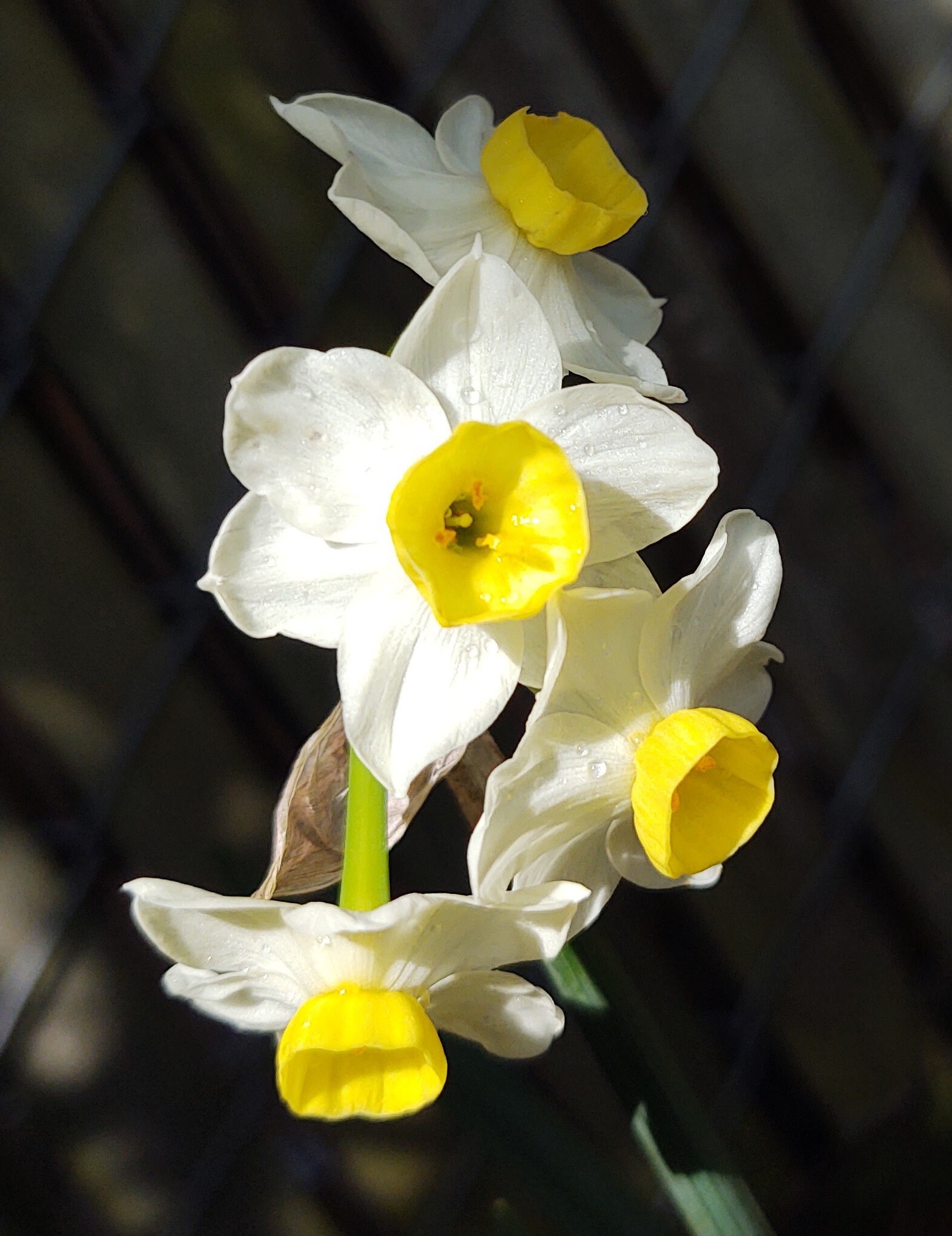 Mini Daffodils Bulbs Narcissus tazetta Chinese Sacred lily Etsy