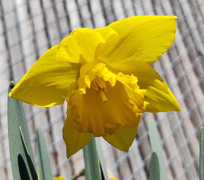 Daffodil Bulbs*Old Fashion Daffodil *Easter Lily *Lent Lily *Spring Wild Flower