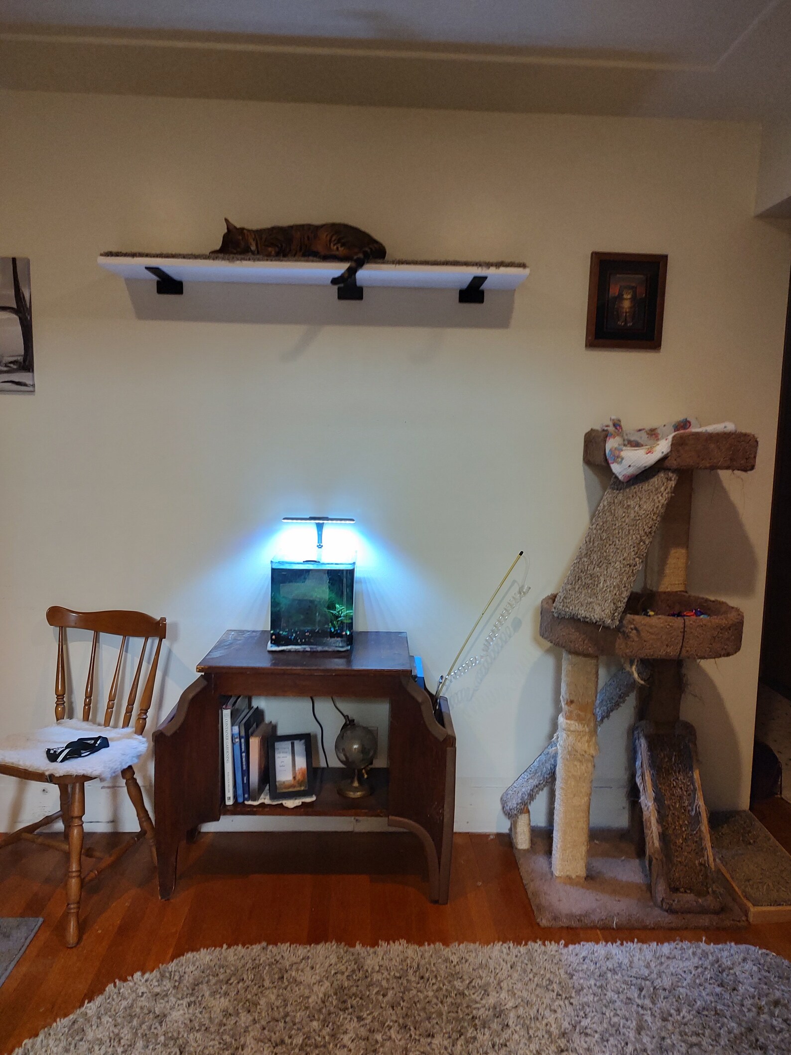 Floating Cat Shelves Wood Cat Shelf Active Cat Play Etsy