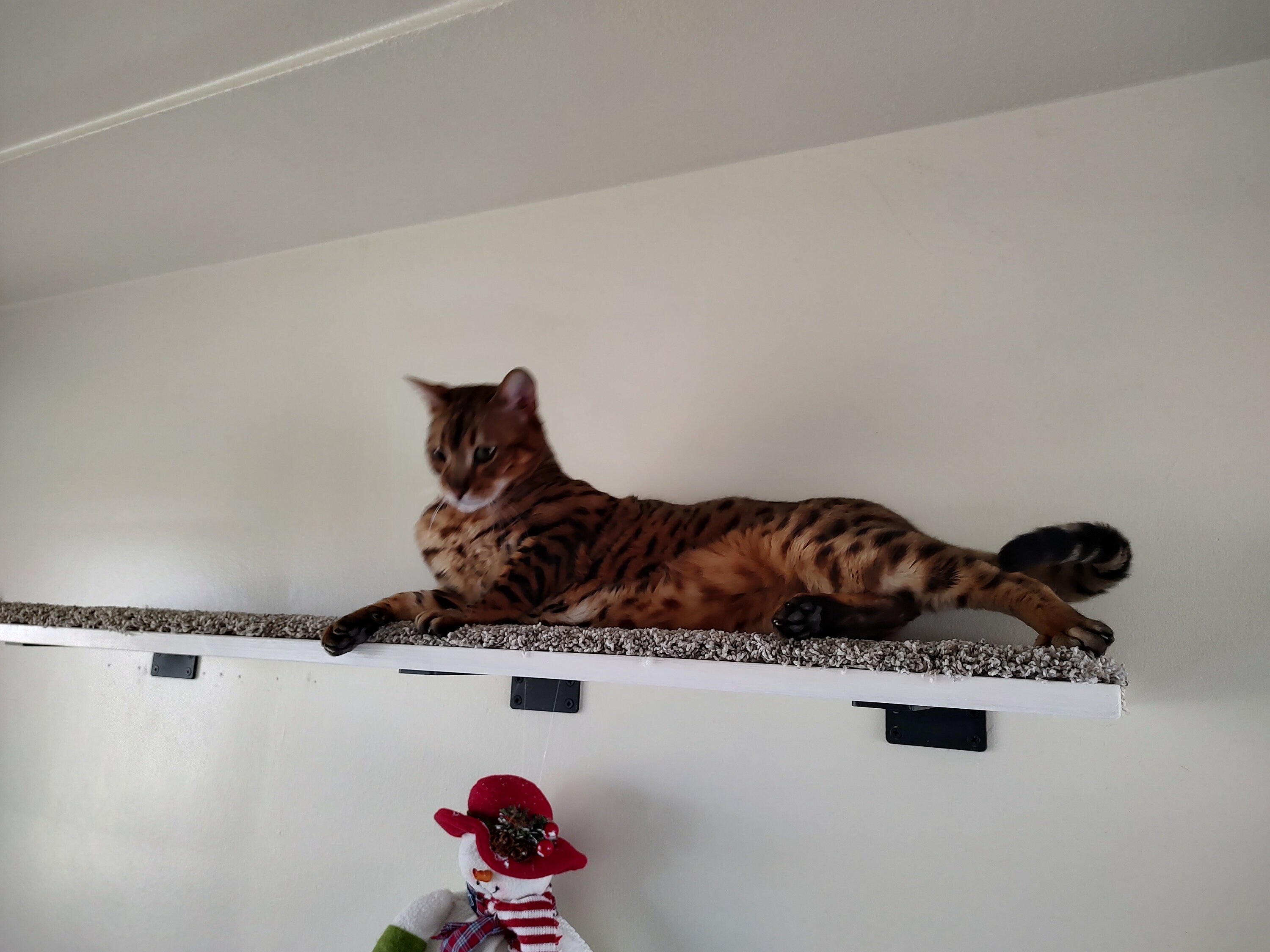 Floating Cat Shelves Wood Cat Shelf Active Cat Play Etsy