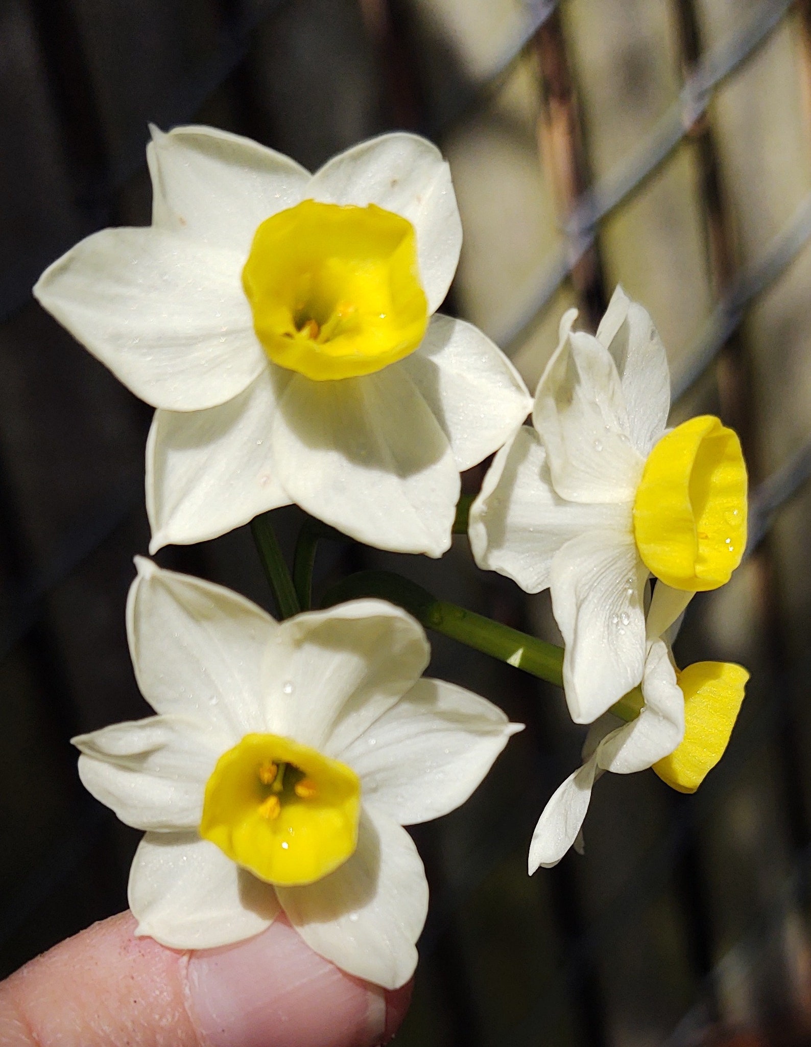 Mini Daffodils Bulbs Narcissus tazetta Chinese Sacred lily Etsy