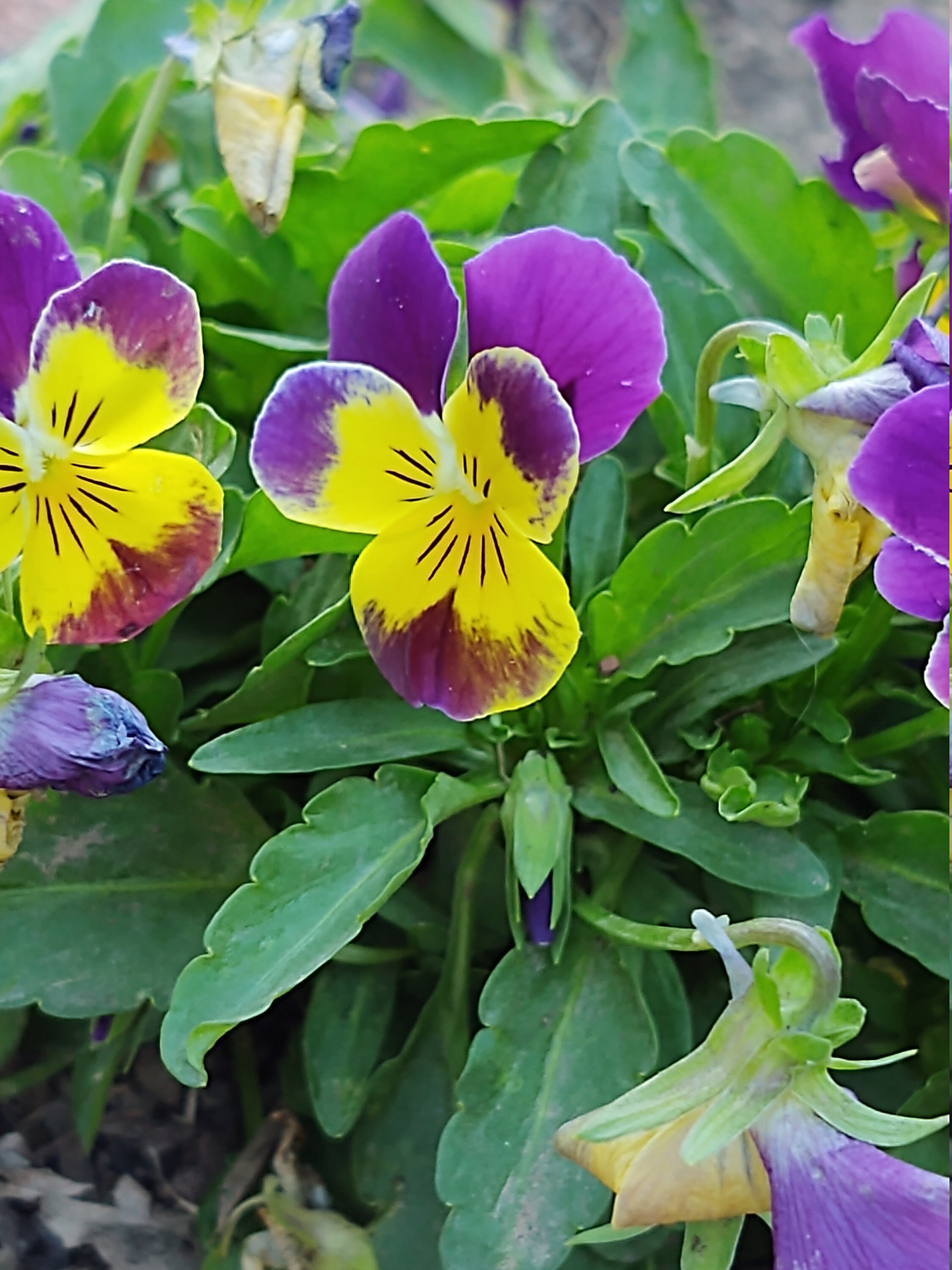 Johnny Jump ups Mini Pansies AKA Heart's Ease Etsy