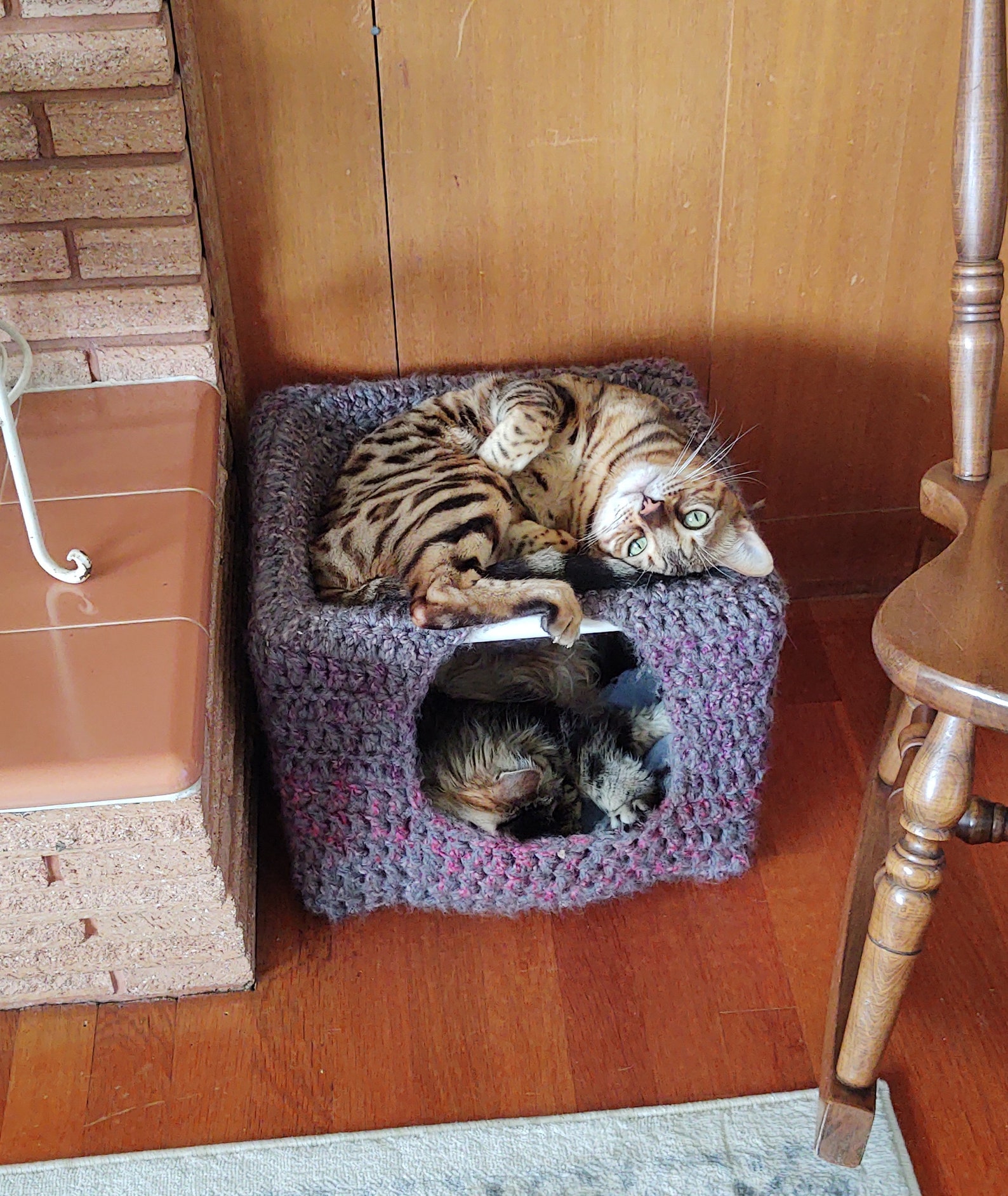 Active Cat Play & Hideout Hut Cat Cube Pet Bed Etsy