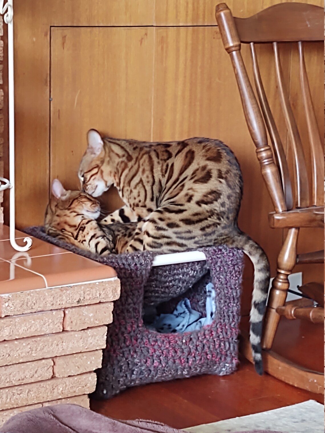 Active Cat Play & Hideout Hut Cat Cube Pet Bed Etsy