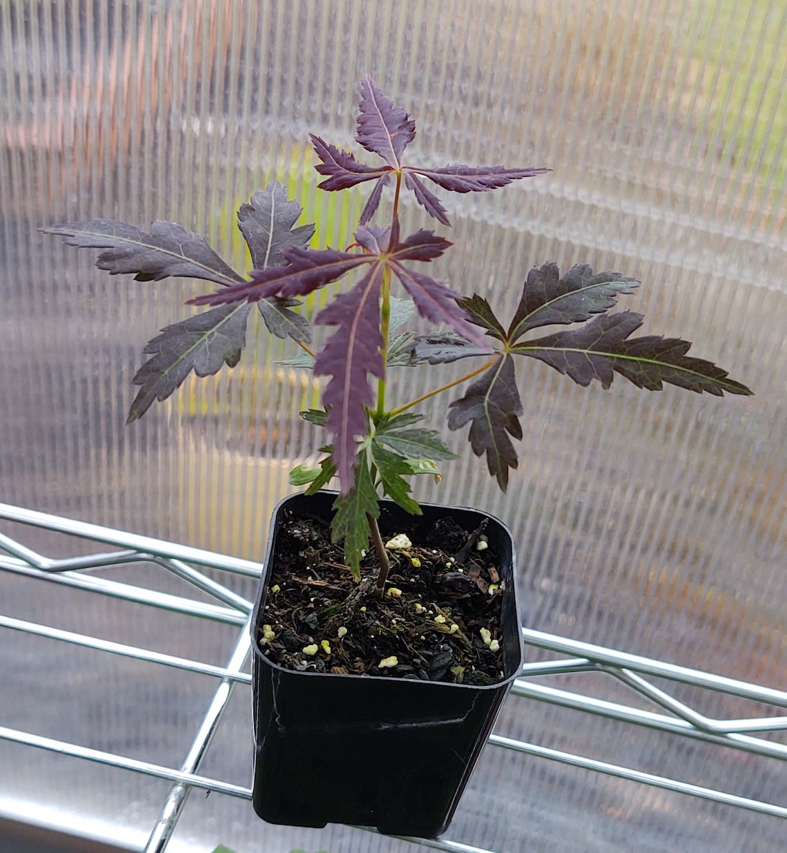 Japanese Maple Tree Live Seedlings 2 inch pot Etsy