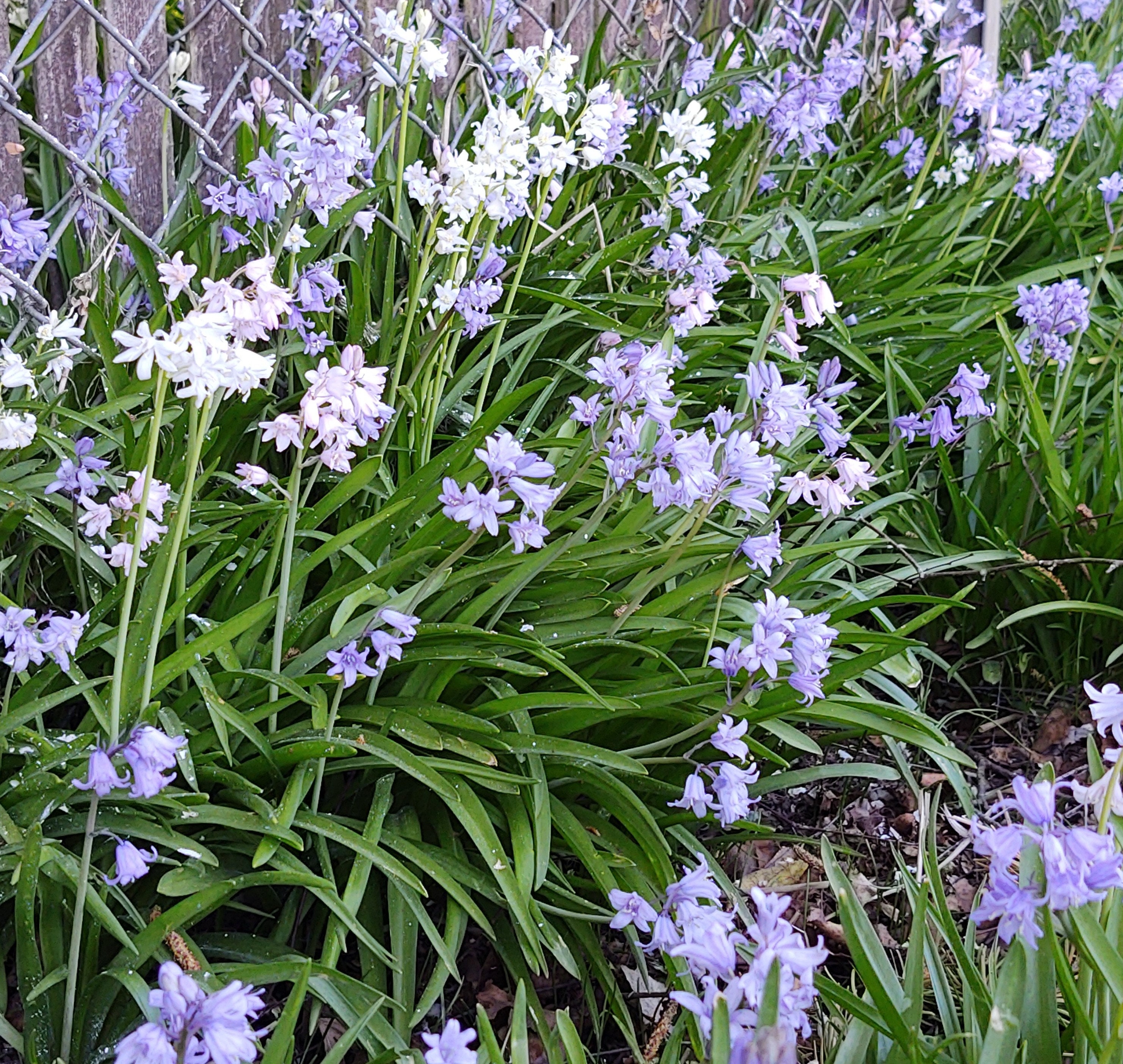 Mixed colors Wood Hyacinth AKA Spanish Bluebell perennial Etsy