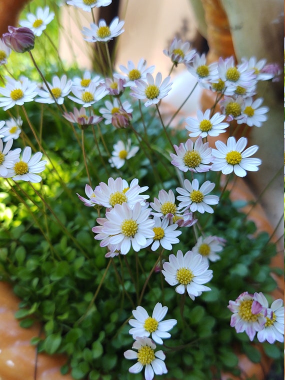 Mini Daisies Dwarf Daisies Etsy