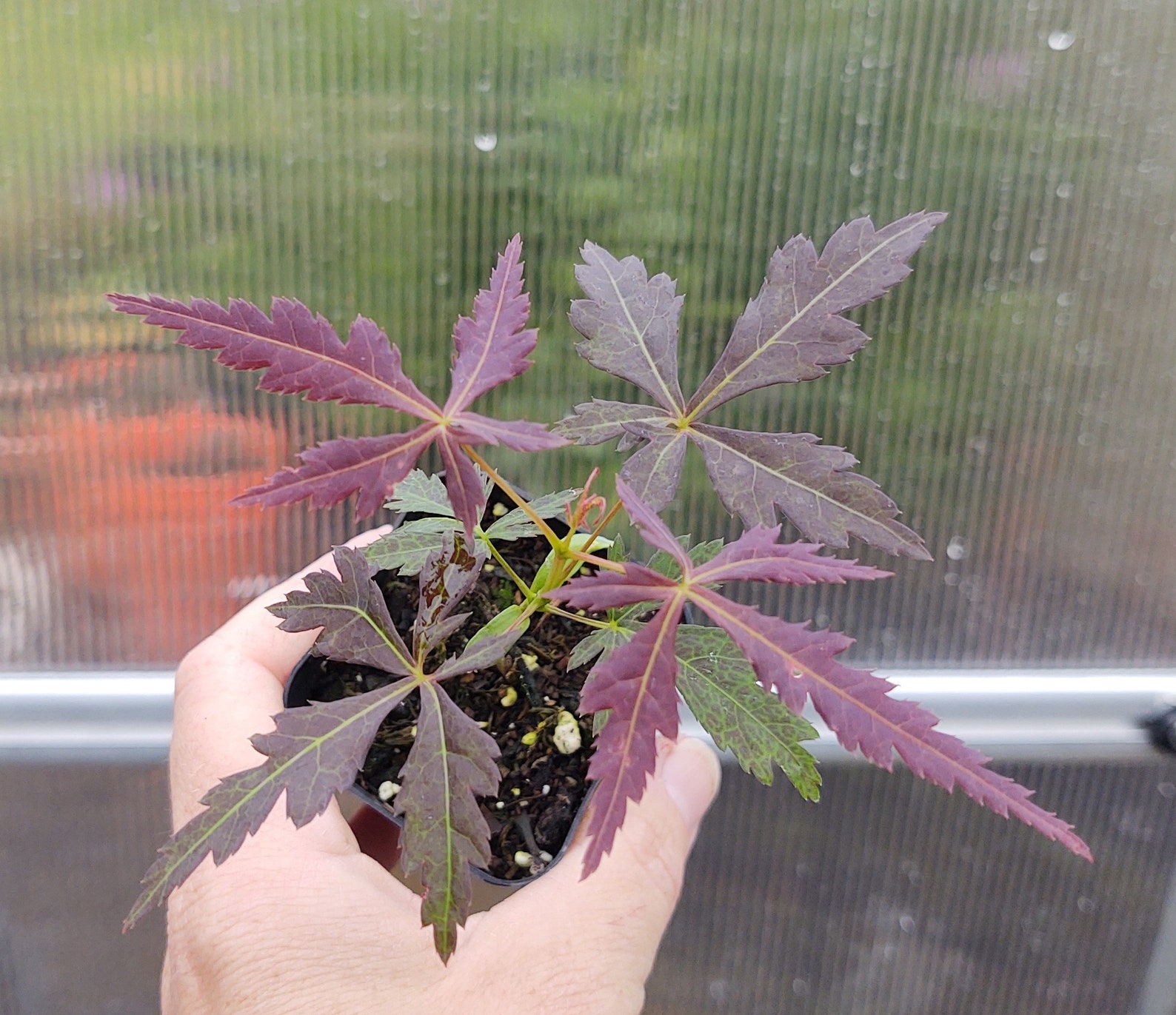 Japanese Maple Tree Live Seedlings 2 inch pot Etsy