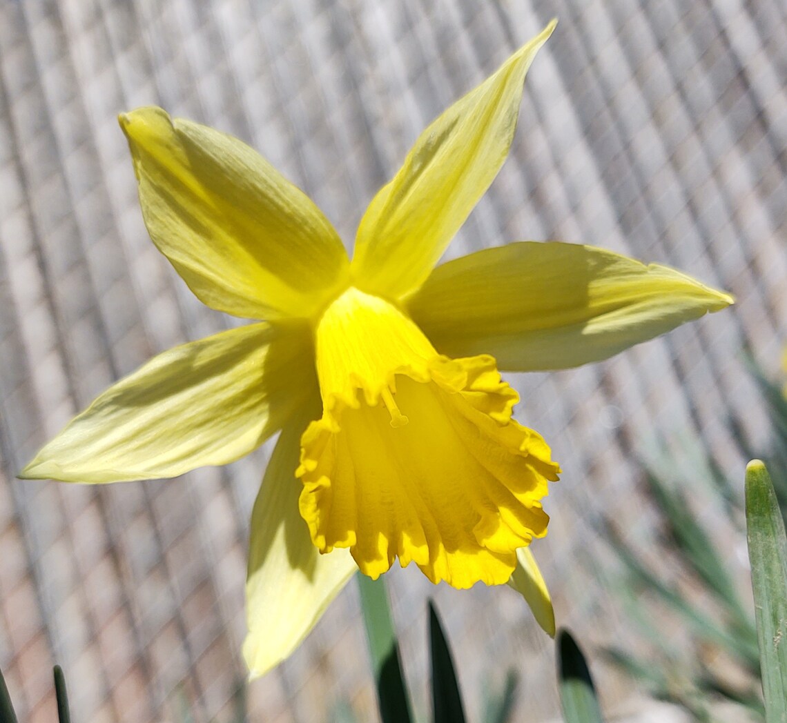 Daffodil BulbsOld Fashion Daffodil Easter Lily Lent Lily Etsy