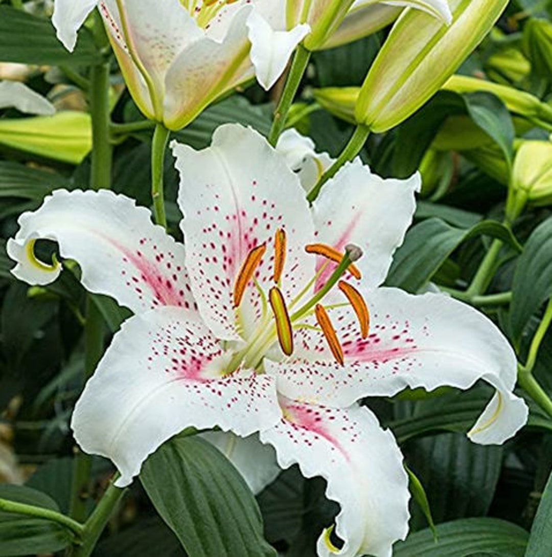 Lirio astrónomo blanco Lilium 25 semillas con guía de - Etsy España