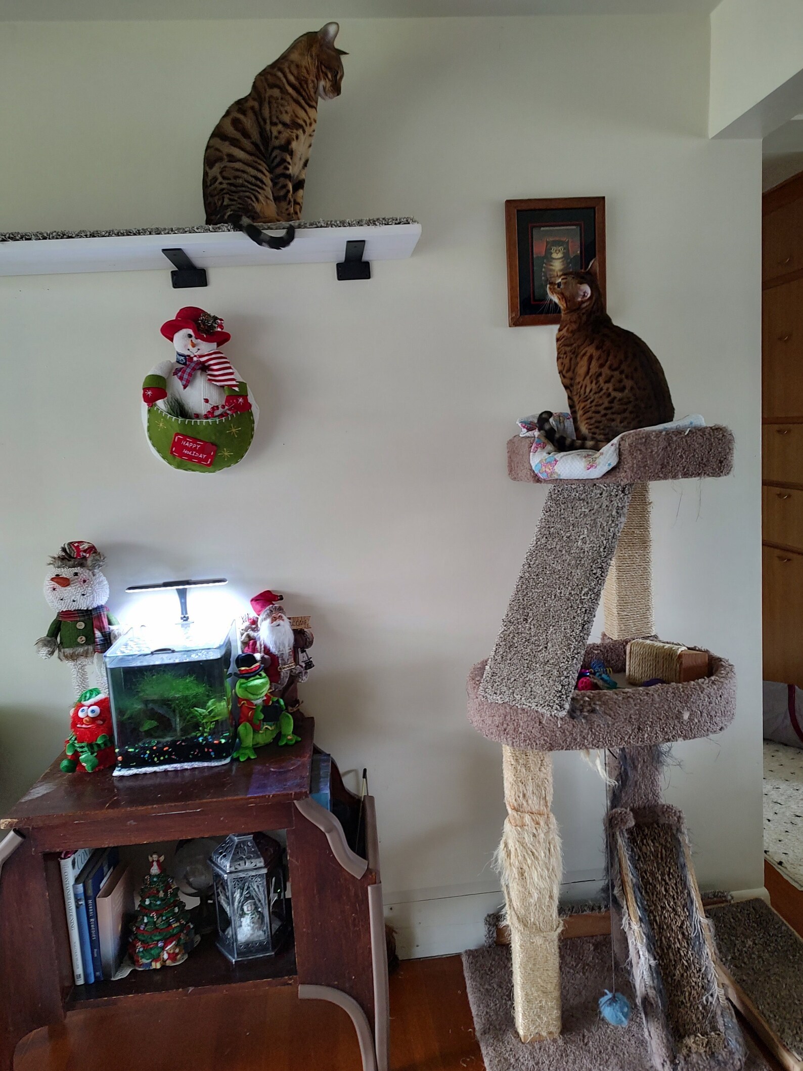 Floating Cat Shelves Wood Cat Shelf Active Cat Play Etsy