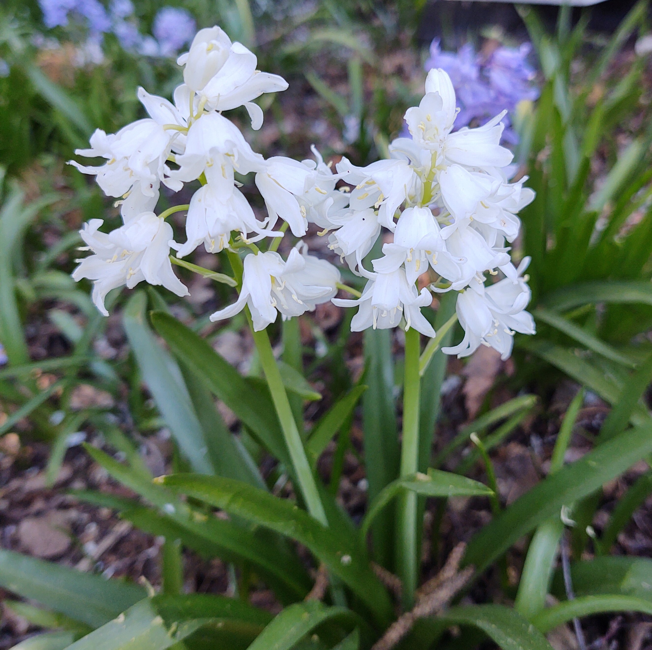Mixed colors Wood Hyacinth AKA Spanish Bluebell perennial Etsy