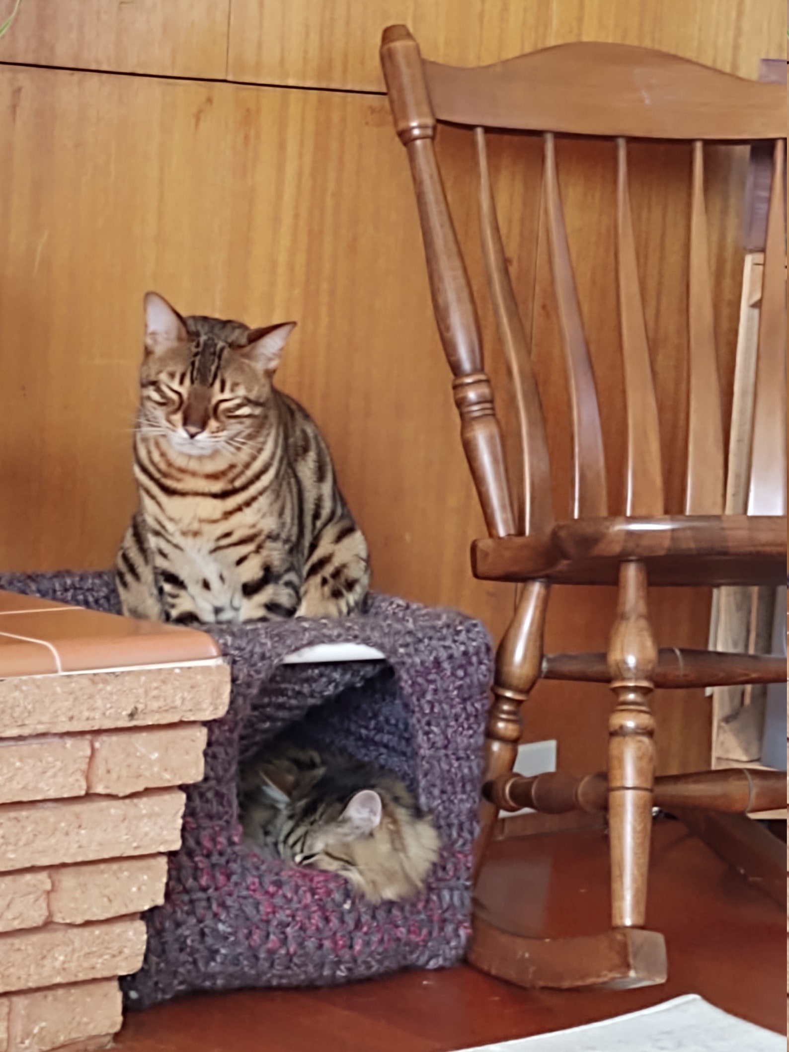 Active Cat Play & Hideout Hut Cat Cube Pet Bed Etsy