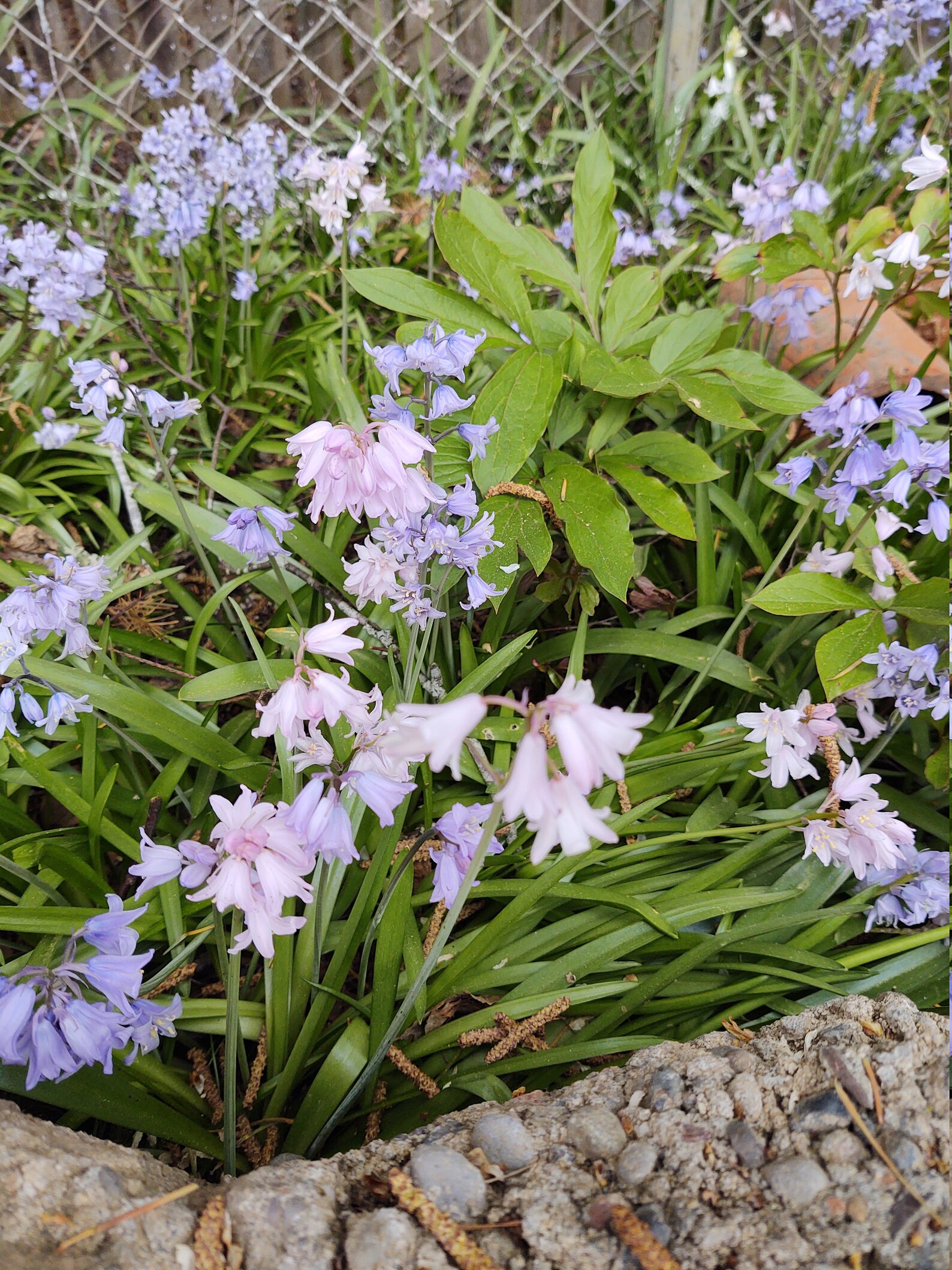 Mixed colors Wood Hyacinth AKA Spanish Bluebell perennial Etsy