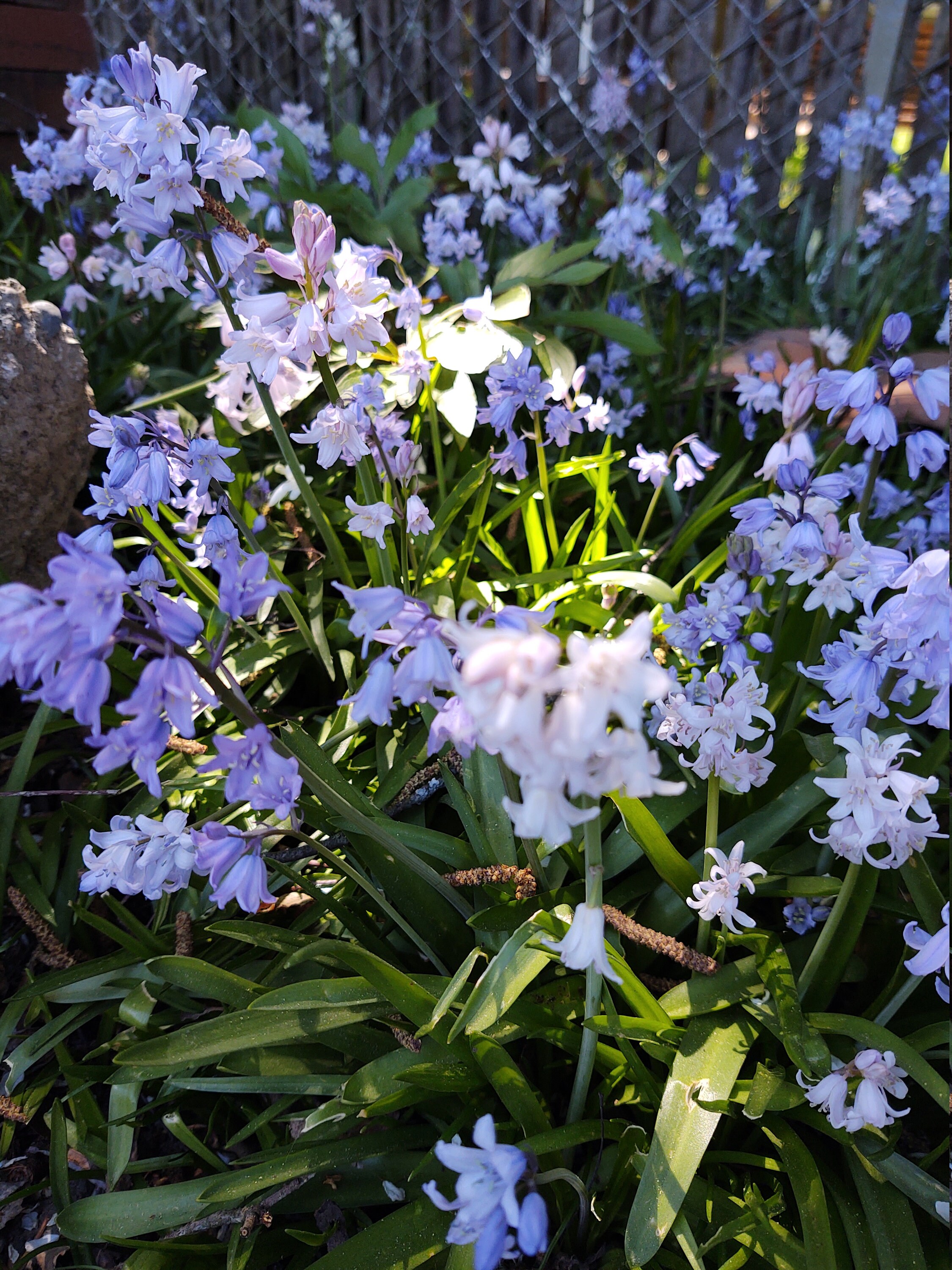 Mixed colors Wood Hyacinth AKA Spanish Bluebell perennial Etsy