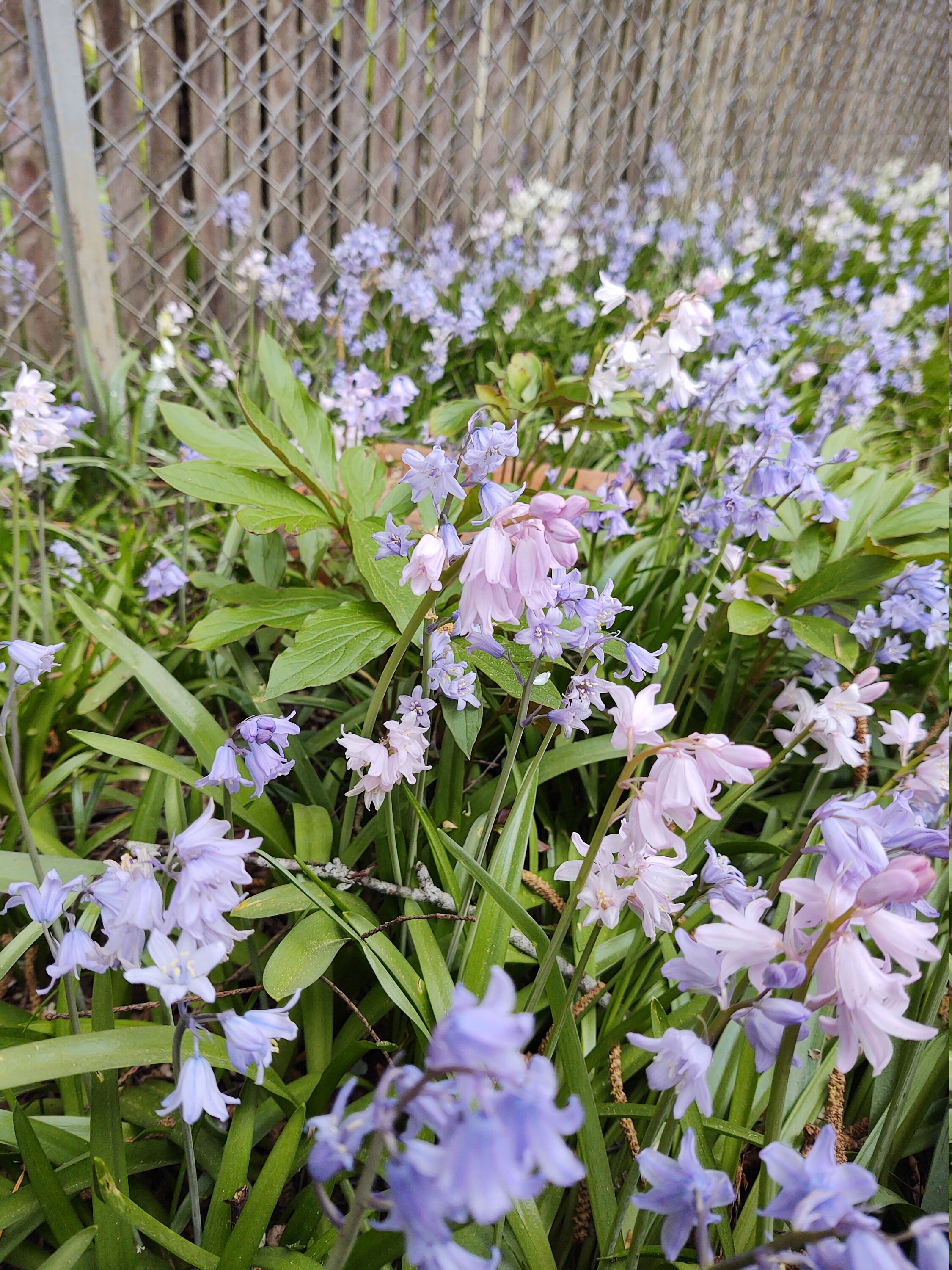 Mixed colors Wood Hyacinth AKA Spanish Bluebell perennial Etsy