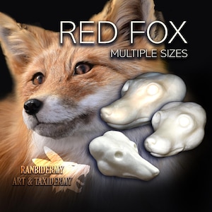 May include: A red fox with orange and white fur is shown alongside three off-white, sculpted fox head forms. The text RED FOX MULTIPLE SIZES is visible at the top, and the text RANBIDERMY ART & TAXIDERMY is visible at the bottom left.