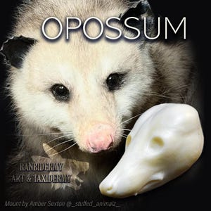 Opossum Change-Out Head Form For Softmounts or Traditional Taxidermy (MADE TO ORDER)