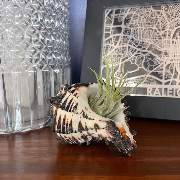 Black Sea Shell Air Plant Display Kit, Conch Shell Air Plant, Air Plant Shell Planters, Beach Theme Air Plant Display