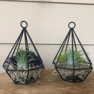 Black Hanging Metal Air Plant Terrarium Kit, DIY Terrarium, Living Tillandsia Air Plant, Air Plant Terrarium