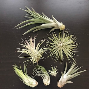 Add An Air Plant To Your Terrarium, Living Tillandsia Air Plant, Extra Air Plant For Your Terrarium